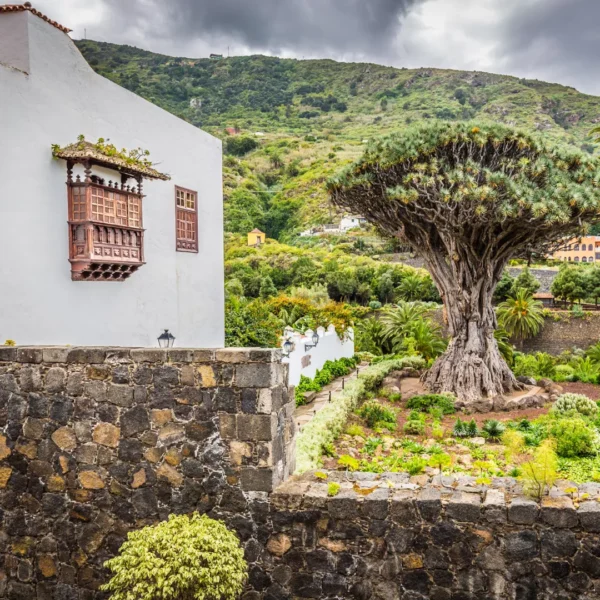 Island Tour: Teide - Masca - Garachico - Icod (from the south) - Image 5