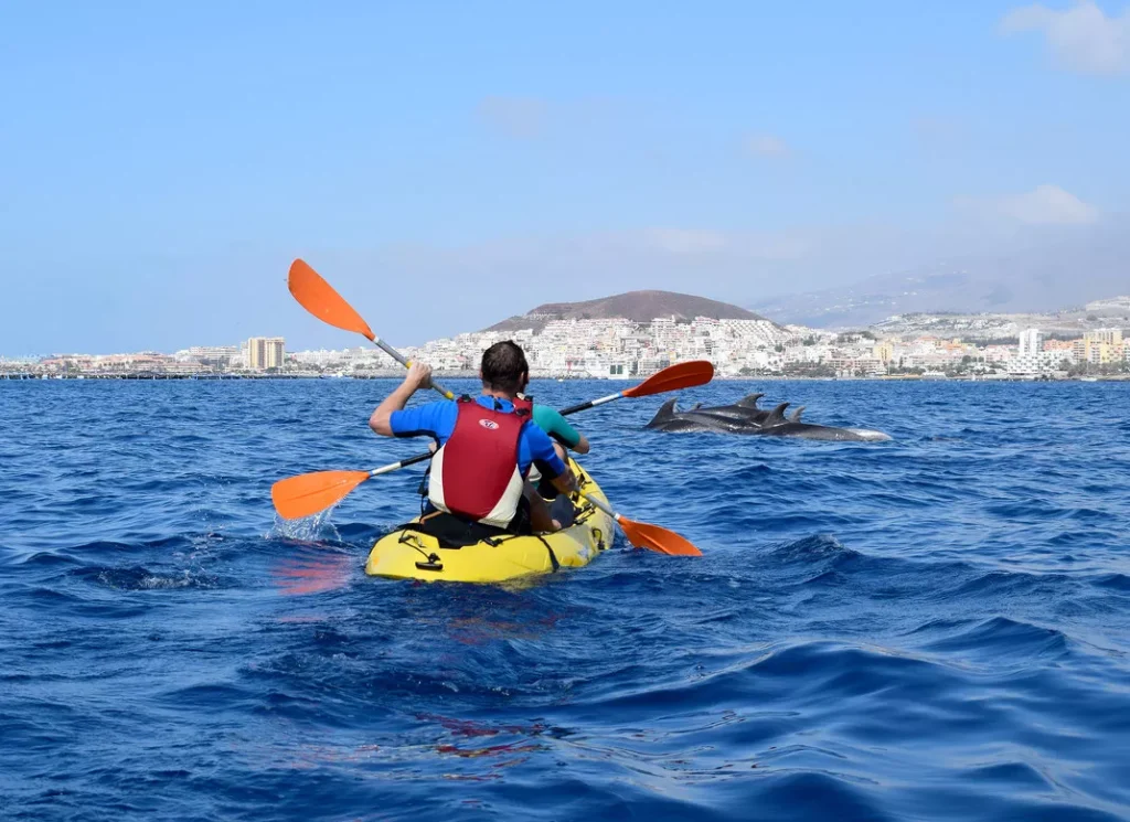 kayak-dolphins