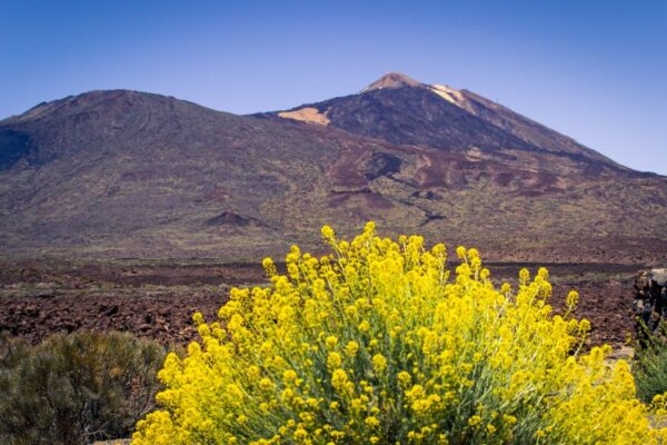 Teide Downhill Bike Tour - Image 2