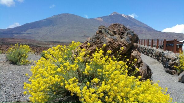 Teide Downhill Bike Tour - Image 4